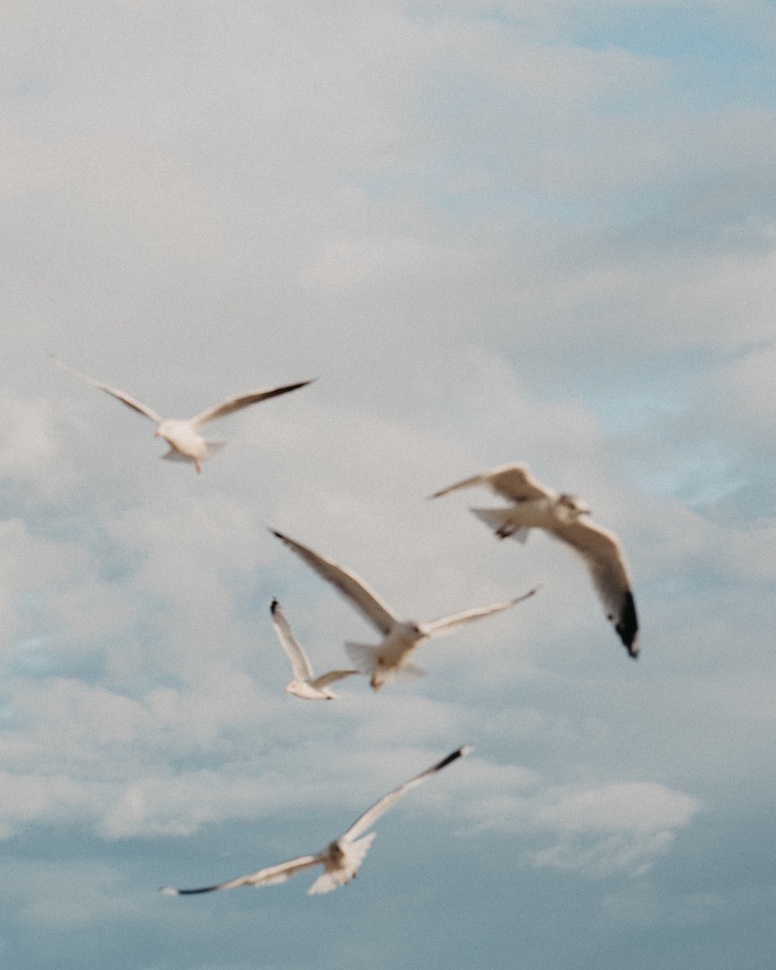 Anastasia & Adam — Anastasia & Adam — couples photography, Bull Island, Dublin Bay, Bull Island, Dublin Bay