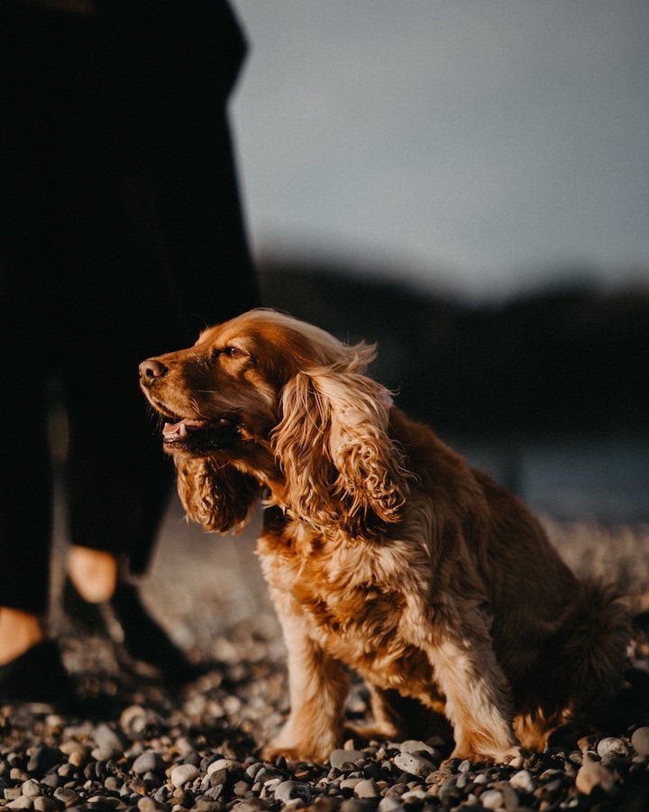 Miki — portrait, south Dublin coast