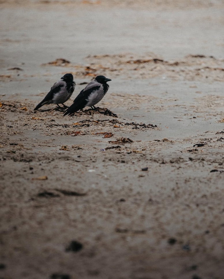 Sasha & Rafal — seaside love story, Bull Island, Dublin Bay